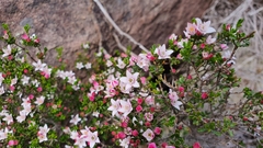 Philotheca verrucosa