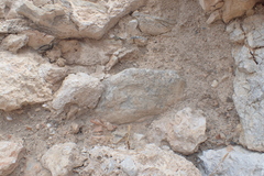 Phorcus turbinatus