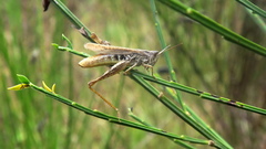 Chorthippus apricarius