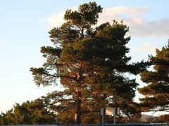 Pinus sylvestris