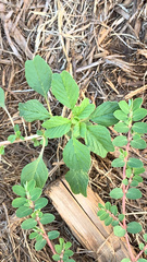 Amaranthus