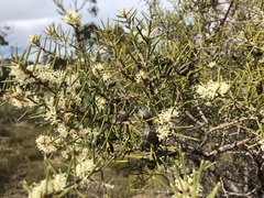 Hakea rugosa