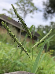 Paspalum pubiflorum