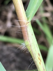 Paspalum pubiflorum
