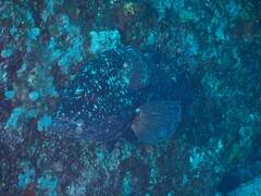 Epinephelus daemelii