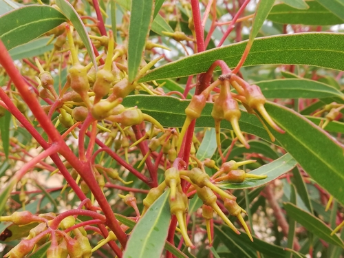 Eucalyptus urna