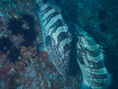 Epinephelus daemelii