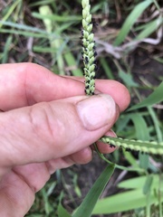 Paspalum pubiflorum