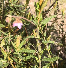 Thomasia petalocalyx