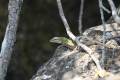 Podarcis siculus