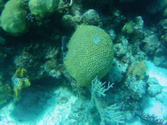 Pseudodiploria strigosa