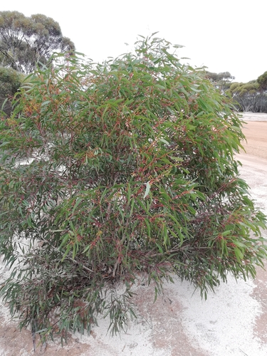 Eucalyptus urna 2