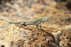 Podarcis siculus