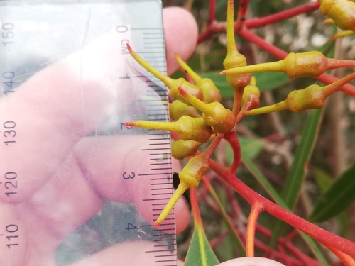 Eucalyptus urna 3