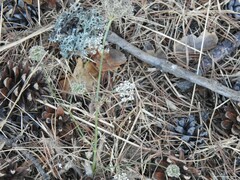 Conopodium pyrenaeum