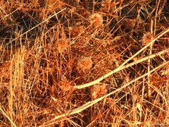 Armeria arenaria