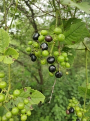 Causonis trifolia