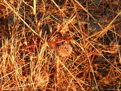 Armeria arenaria