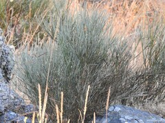 Cytisus oromediterraneus