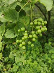 Causonis trifolia