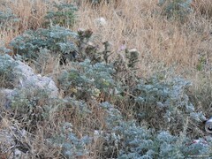Artemisia absinthium