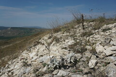 Sideritis catillaris