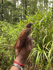 Dendrocincla fuliginosa
