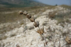 Sideritis catillaris