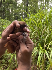 Dendrocincla fuliginosa