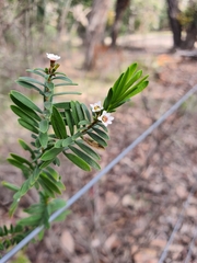 Micromyrtus ciliata