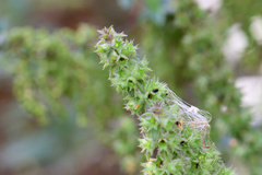 Stachys palustris