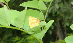 Thecla betulae