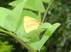 Thecla betulae