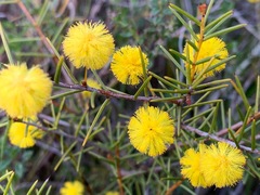 Acacia brownii