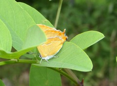 Thecla betulae