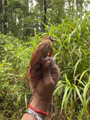 Dendrocincla fuliginosa