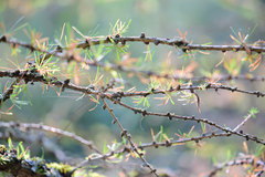 Larix decidua