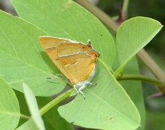 Thecla betulae