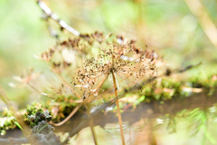 Anthriscus sylvestris