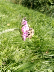 Bombus veteranus