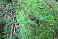 Cardamine bulbifera