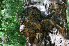 Agrobacterium radiobacter