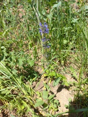 Salvia dumetorum