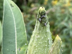 Oncopeltus fasciatus