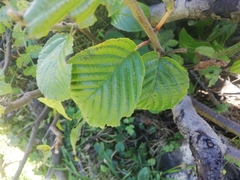 Rhamnus alpina