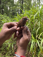 Dendrocincla fuliginosa