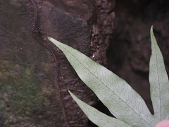 Leptochilus ellipticus