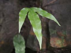 Leptochilus ellipticus