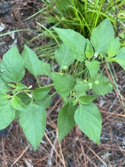Solanum emulans