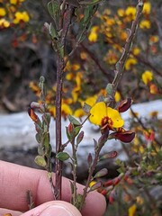Bossiaea rhombifolia